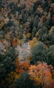 Preview wallpaper trees, aerial view, autumn, colors of autumn, tops