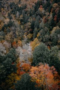 Preview wallpaper trees, aerial view, autumn, colors of autumn, tops