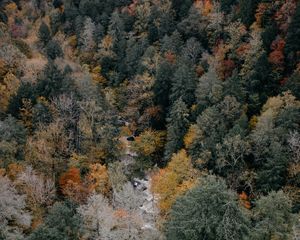 Preview wallpaper trees, aerial view, autumn, colors of autumn, tops