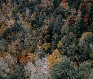 Preview wallpaper trees, aerial view, autumn, colors of autumn, tops