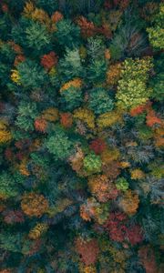 Preview wallpaper trees, aerial view, autumn, autumn colors, forest, colorful