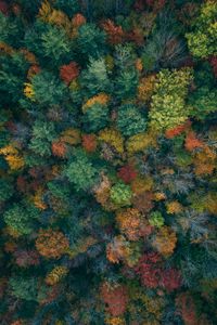 Preview wallpaper trees, aerial view, autumn, autumn colors, forest, colorful