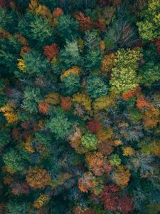 Preview wallpaper trees, aerial view, autumn, autumn colors, forest, colorful