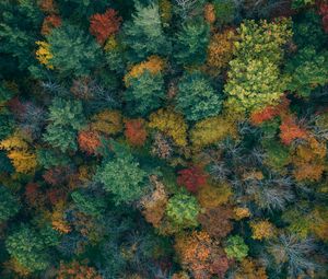 Preview wallpaper trees, aerial view, autumn, autumn colors, forest, colorful