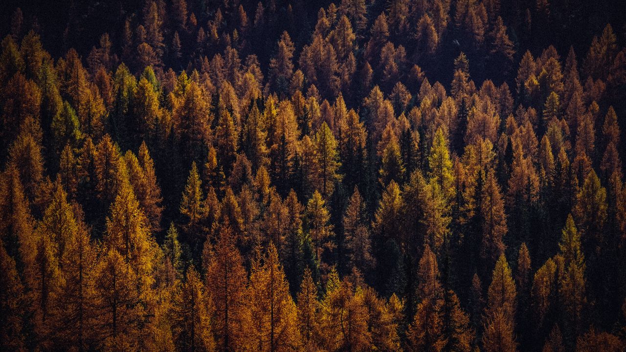 Wallpaper trees, aerial view, autumn, shadows, forest