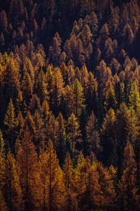 Preview wallpaper trees, aerial view, autumn, shadows, forest