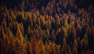 Preview wallpaper trees, aerial view, autumn, shadows, forest