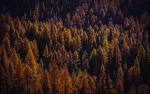 Preview wallpaper trees, aerial view, autumn, shadows, forest