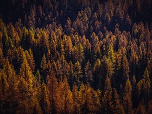 Preview wallpaper trees, aerial view, autumn, shadows, forest