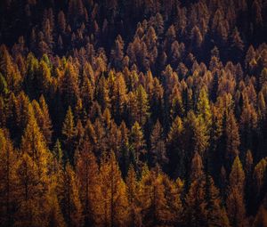 Preview wallpaper trees, aerial view, autumn, shadows, forest