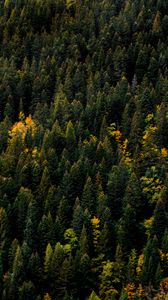 Preview wallpaper trees, aerial view, forest, autumn, tops