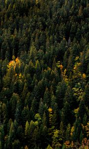 Preview wallpaper trees, aerial view, forest, autumn, tops