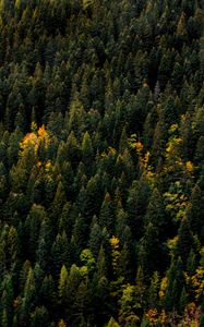 Preview wallpaper trees, aerial view, forest, autumn, tops