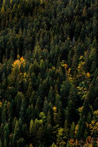 Preview wallpaper trees, aerial view, forest, autumn, tops