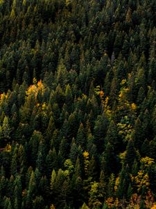 Preview wallpaper trees, aerial view, forest, autumn, tops