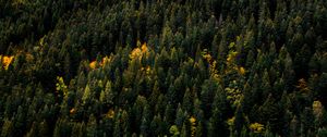 Preview wallpaper trees, aerial view, forest, autumn, tops