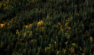 Preview wallpaper trees, aerial view, forest, autumn, tops