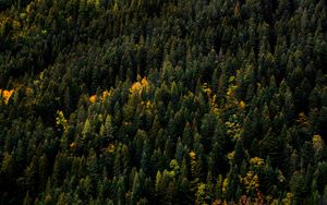 Preview wallpaper trees, aerial view, forest, autumn, tops
