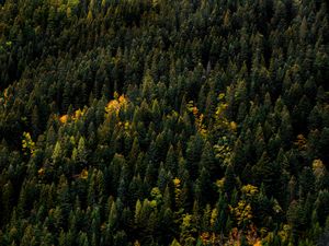 Preview wallpaper trees, aerial view, forest, autumn, tops