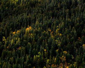 Preview wallpaper trees, aerial view, forest, autumn, tops