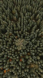 Preview wallpaper trees, aerial view, forest, ornament, green