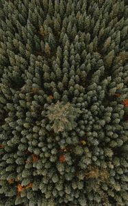 Preview wallpaper trees, aerial view, forest, ornament, green