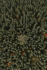 Preview wallpaper trees, aerial view, forest, ornament, green