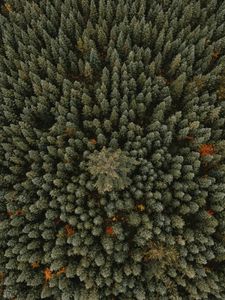 Preview wallpaper trees, aerial view, forest, ornament, green