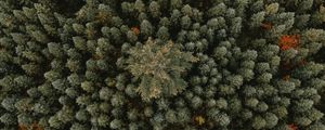 Preview wallpaper trees, aerial view, forest, ornament, green