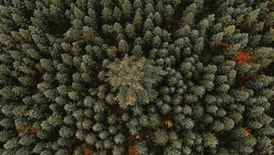 Preview wallpaper trees, aerial view, forest, ornament, green