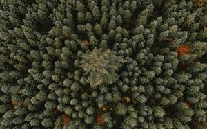 Preview wallpaper trees, aerial view, forest, ornament, green
