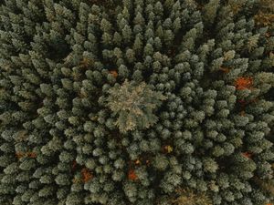 Preview wallpaper trees, aerial view, forest, ornament, green