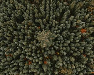 Preview wallpaper trees, aerial view, forest, ornament, green