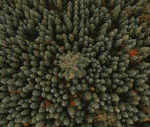 Preview wallpaper trees, aerial view, forest, ornament, green