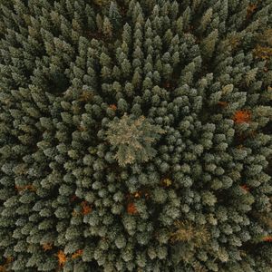 Preview wallpaper trees, aerial view, forest, ornament, green