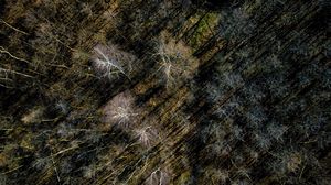 Preview wallpaper trees, aerial view, forest, nature
