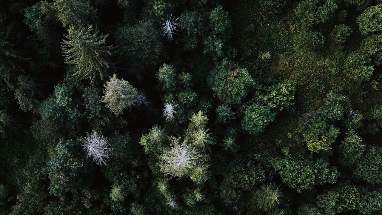 Wallpaper trees, aerial view, forest, grass