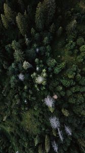 Preview wallpaper trees, aerial view, forest, grass