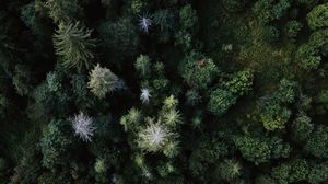 Preview wallpaper trees, aerial view, forest, grass