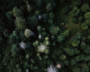 Preview wallpaper trees, aerial view, forest, grass