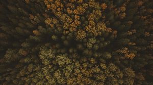 Preview wallpaper trees, aerial view, forest, autumn