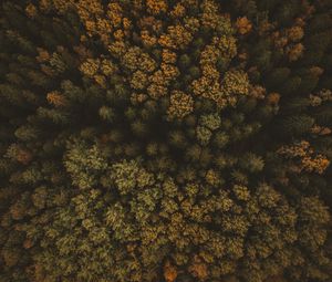 Preview wallpaper trees, aerial view, forest, autumn