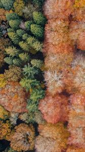 Preview wallpaper trees, aerial view, forest, autumn, nature