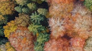 Preview wallpaper trees, aerial view, forest, autumn, nature