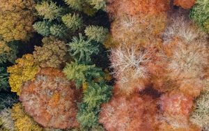Preview wallpaper trees, aerial view, forest, autumn, nature