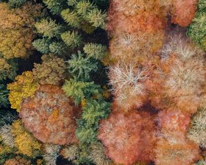 Preview wallpaper trees, aerial view, forest, autumn, nature