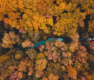 Preview wallpaper trees, aerial view, lake, forest