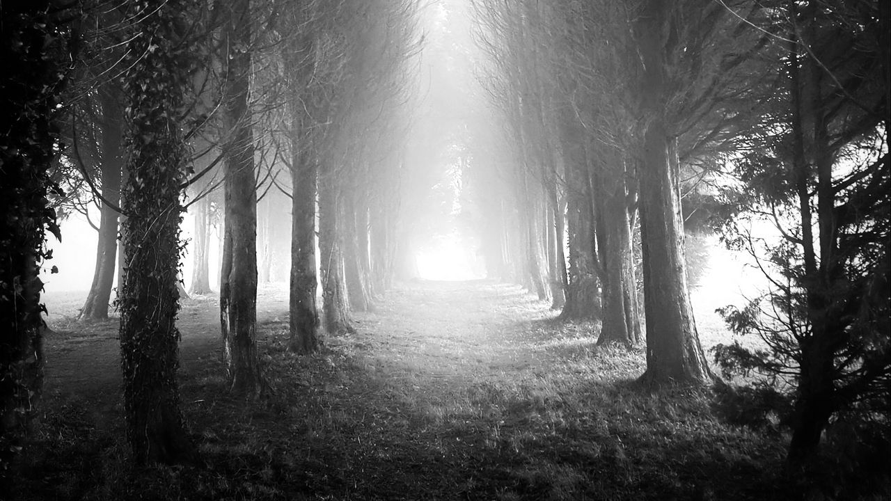 Wallpaper trees, alley, fog, light, black and white