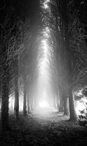 Preview wallpaper trees, alley, fog, light, black and white