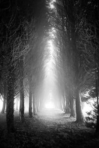 Preview wallpaper trees, alley, fog, light, black and white